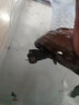 萌龜飼家中華黑腹金線(xiàn) 情侶一對草龜小烏龜活體水陸觀(guān)賞中華草龜墨龜活物 8-10厘米推薦 2只情侶龜 曬單實(shí)拍圖