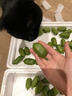 三萌果蔬丹東軟棗獼猴桃【順豐速發(fā)】奇異莓綠心獼猴桃水果禮盒中秋送禮 5A級丨精選中果【單果10-15g】 3斤裝【80%選擇-超劃算】?jì)?.8斤 曬單實(shí)拍圖