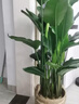 臨雅特級天堂鳥(niǎo)盆栽大型辦公室內客廳書(shū)房新房高級感大葉綠植物吸甲醛 【旗艦款】天堂鳥(niǎo)1.4-1.6米+白色圓柱盆 曬單實(shí)拍圖