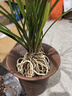劉閣蘭花蘭花苗 濃香蘭花天香蕙冬帶花苞出售室內室外綠植蘭草花卉盆栽 3苗連體裸根 曬單實(shí)拍圖