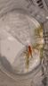 中國紅冷水淡水觀(guān)賞魚(yú)錦鯉魚(yú)活魚(yú)金魚(yú)小型好養紅鯉魚(yú)純種小錦鯉 4-6CM紅草金一條 曬單實(shí)拍圖