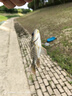 龍王恨魚(yú)餌野戰藍鯽香腥釣餌江河湖庫黑坑野釣鯽魚(yú)鯉魚(yú)草青鳊魚(yú)釣魚(yú)餌料 曬單實(shí)拍圖
