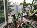玫瑰老樁花苗室內外盆栽地栽陽(yáng)臺四季開(kāi)花好養易活花卉月季苗秧 混色系【3顆裝】+肥料 曬單實(shí)拍圖