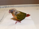 小太陽(yáng)鸚鵡純手養雛鳥(niǎo)斷奶黃邊鳳梨肉桂綠頰鸚鵡會(huì )說(shuō)話(huà)親人寵物鳥(niǎo) 鳳梨雛鳥(niǎo)（帶卡）包活到家 曬單實(shí)拍圖