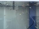 寵小俠孔雀魚活魚觀賞魚純種小型熱帶魚活體淡水好養(yǎng)耐活魚苗觀賞魚小魚 練手孔雀2-3cm15條（10送5備損） 曬單實(shí)拍圖