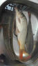 谷道香戰江河釣魚(yú)餌料鄧剛推薦野釣專(zhuān)用全能餌料釣鯉魚(yú)鯽魚(yú)鰱鳙通殺餌料 3包【釣魚(yú)絕戶(hù)餌料】 曬單實(shí)拍圖
