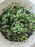 北蔬 蔬菜種子苗生菜菠菜小香蔥芹菜陽(yáng)臺(tái)四季菜種籽 12種蔬菜種子套餐 曬單實(shí)拍圖