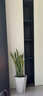 沭之美虎皮蘭盆栽室內花卉綠植盆栽 虎皮蘭40-50CM+0.5加侖盆 源頭直發(fā) 曬單實(shí)拍圖