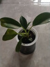 特價(jià)大葉金鉆綠公主盆栽植物除甲醛綠植辦公室四季常青室內擺放2 【1盆】金鉆+灰繁星吸水盆 含盆高度15-20厘米 曬單實(shí)拍圖