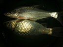 民間藝人DS高靈敏日夜兩用夜光漂鯽魚鯉魚醒目電子漂黑坑魚漂一體納米浮漂 DS5【自重1.75克/吃鉛2.5克】 曬單實(shí)拍圖