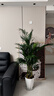 散尾葵植物盆栽客廳大型綠植室內辦公室鳳尾竹盆景天堂鳥(niǎo)花卉 散尾葵高1.3-1.6米+鉆石樹(shù)脂盆 曬單實(shí)拍圖