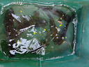 川品社麥香鯽魚(yú)餌野釣黑坑鯽魚(yú)鯉魚(yú)草魚(yú)通吃四季餌料大板鯽本味香餌料 麥香鯽1杯（1杯搞定） 曬單實(shí)拍圖