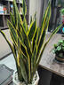 臨雅寬葉金邊虎皮蘭綠植辦公室內客廳大型植物花卉0.8m樹(shù)脂盆源頭直發(fā) 曬單實(shí)拍圖