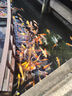 榮耀X70 8+256 竹韻青 金標十面抗摔 8300mAh青海湖電池 IP69防水 榮耀綠洲護眼屏 AI手機 國家補貼 曬單實(shí)拍圖