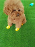 狗狗雨鞋小型犬寵物狗鞋子泰迪比熊博美夏季防掉防臟不濕腳硅膠鞋 狗狗雨鞋【洛克黃雞蛋仔】 L（建議體重8-15斤） 曬單實(shí)拍圖