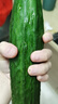 綠食者 沙拉蔬菜組合3.5斤 新鮮苦菊綠葉紅葉生菜西餐沙拉健康輕食蔬菜 蔬菜沙拉組合3.5斤【無(wú)沙拉醬】 曬單實(shí)拍圖