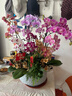 Only you【兩小時(shí)達】蝴蝶蘭帶花苞花劍花盆真花蘭花盆栽開(kāi)業(yè)喬遷生日禮物 10株混搭（瓷盆隨機） 曬單實(shí)拍圖
