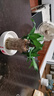 綠植夏季驅蚊巴西木開(kāi)花水養綠植盆栽格魯特樹(shù)小木人 巴西木10厘米+白瓷盤(pán)+樹(shù)人[帶芽] 曬單實(shí)拍圖