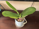 蝴蝶蘭盆栽帶花劍四季開(kāi)花客廳室內蘭花大苗桌面無(wú)花苞花好養易活 白美人---【包開(kāi)花】送營(yíng)養液2包 帶2支花劍 曬單實(shí)拍圖