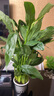 白掌一帆風(fēng)順盆栽植物室內花卉綠植水養四季開(kāi)花新手好養活 白掌1盆帶繁星盆 曬單實(shí)拍圖