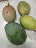 京覓 攀枝花凱特芒果 5斤單果400g+ 新鮮水果生鮮應當季甜 源頭直發(fā) 曬單實(shí)拍圖