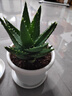 花翁盆栽花卉綠植仙人掌多肉植物大號蘆薈（提拉米蘇瓷盆）源頭直發(fā) 曬單實(shí)拍圖