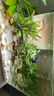 【京東物流】水草套餐 好養耐活真水草植物綠菊大葉綠九冠魚(yú)缸 隨機六杯(陶瓷環(huán)款) 曬單實(shí)拍圖