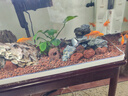 瘋狂水草青龍石假山石魚缸造景石材魚缸石頭觀賞石景觀石擺件天然原石頭 曬單實拍圖