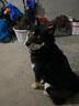 麥富迪 狗糧 無(wú)谷牛肉雙拼糧全價(jià)成犬糧 小型犬成犬糧10kg 曬單實(shí)拍圖