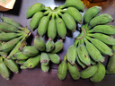 傾睦廣西自然熟小米蕉寶寶輔食迷你小香蕉現摘小芭蕉孕婦香蕉新鮮水果 凈重5斤精品-青皮發(fā)貨需催熟 曬單實(shí)拍圖
