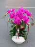 Only you【兩小時(shí)達】蝴蝶蘭帶花苞花劍花盆真花蘭花盆栽開(kāi)業(yè)教師節禮物 7株粉色（瓷盆隨機） 曬單實(shí)拍圖