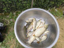 民間藝人3.77mm近視加粗魚(yú)漂靈敏巨醒目浮漂野釣鯽鯉魚(yú)抗風(fēng)浪抗流水大物浮 DF05-3漂長(cháng)47CM吃鉛~3.29克 曬單實(shí)拍圖
