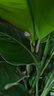 天堂鳥(niǎo)大型綠植盆栽 天堂鳥(niǎo)1-1.2米【螺紋樹(shù)脂盆】 曬單實(shí)拍圖