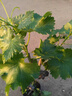 呆果丁巨峰葡萄苖陽(yáng)光玫瑰藍寶石葡萄樹(shù)苗無(wú)籽南方北方種植盆栽庭院爬藤 12年豐產(chǎn)壯苗（陽(yáng)光玫瑰）當年結果20斤 死苗包賠 曬單實(shí)拍圖