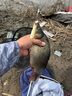 富源百川317二代綜合魚(yú)竿鯽魚(yú)竿鯉魚(yú)臺釣手桿釣魚(yú)桿碳素超輕超硬魚(yú)桿7.2m 曬單實(shí)拍圖