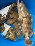達億瓦（DAIWA）25新款深海船釣快抽鐵板竿海釣桿章紅金槍巨物海竿十大品牌 1.63m 54B-4（1.63m獨節槍柄） 曬單實(shí)拍圖