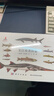 長(cháng)江魚(yú)類(lèi)圖鑒 曬單實(shí)拍圖