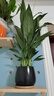 一帆風(fēng)順白掌盆栽花卉植物室內水培綠植好養發(fā)財樹(shù)辦公室桌面盆景 A級白掌+黑色蛋形盆+竹托盤(pán) 帶盆栽好 曬單實(shí)拍圖