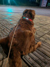 麥富迪狗糧 藻趣兒狗糧成犬糧牛肉螺旋藻 均衡營(yíng)養15kg/30斤 曬單實(shí)拍圖