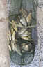 鯽魚(yú)餌料野釣黑坑專(zhuān)用主攻大板鯽正品四季通殺超膿腥型釣魚(yú)餌窩料 單袋裝【鯽魚(yú)絕戶(hù)餌】 曬單實(shí)拍圖