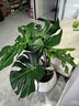 臨雅提根龜背竹綠植盆栽室內客廳桌面大型凈化空氣懶人好養活高級植物 提根龜背竹70-90cm+印象圓球盆 曬單實(shí)拍圖