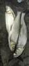 obsequio日本原絲進(jìn)口8編pe線(xiàn)路亞線(xiàn)超強拉力海釣魚(yú)線(xiàn)主線(xiàn)大力馬100米0.8 曬單實(shí)拍圖