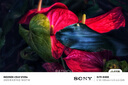 索尼（SONY）Alpha 6700 APS-C微單相機 創(chuàng  )意濾鏡 AI智能芯片 (ILCE-6700/a6700） A6700單機身【贈國王肩帶+128G卡】 官方標配 加贈相機包+鋼化膜 曬單實(shí)拍圖
