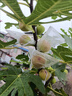 無(wú)花果樹(shù)果苗特大果波姬紅帶果矮化盆栽四季結果南北方陽(yáng)臺可種植 芭勞奈品種-5年苗【當年結果】 曬單實(shí)拍圖