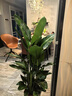 綠巨人室內盆栽 大葉植物 大型客廳陽(yáng)臺凈空氣除甲醛易養活綠植 綠巨人高70-80CM含原盆 含盆 曬單實(shí)拍圖