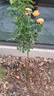 棒棒糖樹(shù)樁月季花苗樹(shù)狀特大花朵四季開(kāi)花花卉植物庭院玫瑰花樹(shù)苗 【今日特惠混色】 粗度：直徑2-2.2cm 曬單實(shí)拍圖