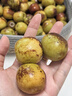【脆甜多汁】新鮮采摘大荔冬棗當季水果脆棗鮮棗青棗整箱包郵 帶箱1斤（單果12-16g） 曬單實(shí)拍圖