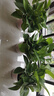 雙盟 綠蘿盆栽除甲醛花卉綠植辦公室新房?jì)艋諝?10款10盆裝源頭直發(fā) 曬單實(shí)拍圖
