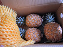 廣東香水菠蘿新鮮水果菠蘿鳳梨整箱包郵單果500g起 【嘗鮮】1粒裝 凈重1.3-1.5斤 曬單實(shí)拍圖