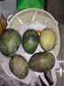 京鮮生 攀枝花凱特芒果 凈重8.5斤 帶箱9斤 單果400g+ 生鮮水果源頭直發(fā) 曬單實(shí)拍圖